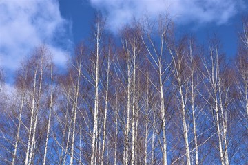 Birch without leaves against the blue sky.