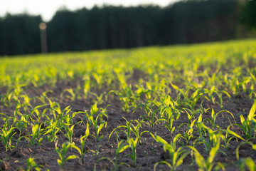 Young Fresh shoots of wheat on the field