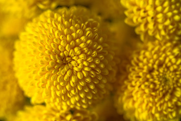  Macro of bright yellow chrysanthemums. The chrysanthemum is a symbol of autumn.