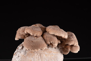 Shiitake Mushrooms on mycelium block.  It is considered a medicinal mushroom in some forms of traditional medicine