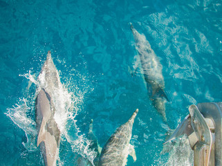 Obraz premium ocean creatures