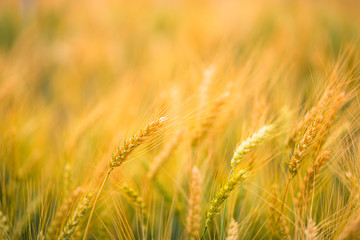 Golden wheat field in summer.