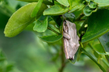 Common Tree frog or Polypedates leucomystax on the green leaves in garden. Golden Tree frog is Animal amphibians.