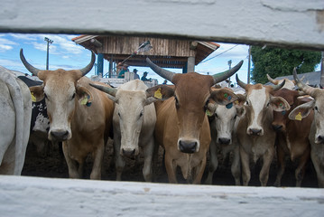 cows in winter