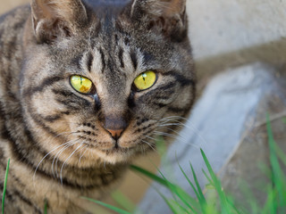 Fototapeta premium 猫 Cat