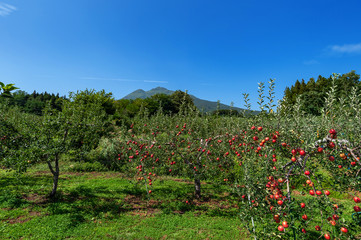 【青森県弘前市りんご】岩木山麓津軽の秋、りんご園は収穫中