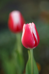 チューリップの花　春のイメージ