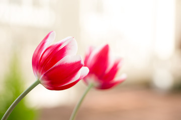 Fototapeta premium チューリップの花 春のイメージ