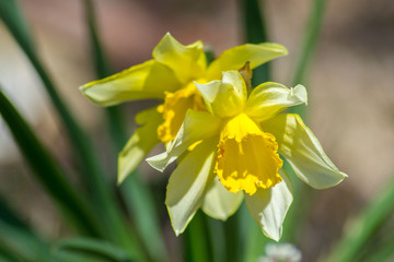 Bright Narcissus flowers in the garden, yellow spring flowers on a sunny day, thin green leaves