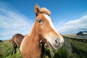 Naklejka na ściany i meble Horses graze on a green meadow in Iceland