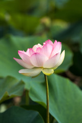 蓮の花　初夏イメージ