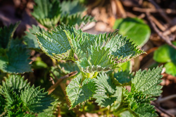 Young nettle leaves in the forest on sunny  day
