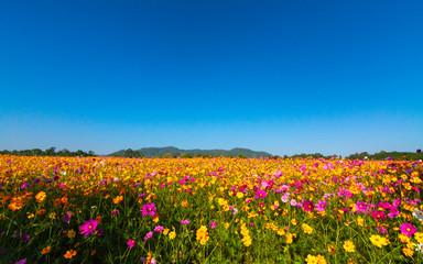 Beautiful cosmos flower blooming in the field on nature background