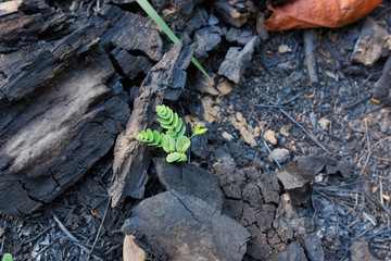 small plant growing on burned ground.