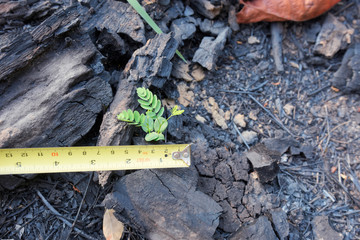measure small plant on the burned ground