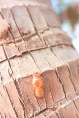 Cicada leave shell on the tree