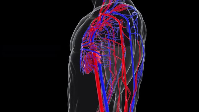 Rotating model of the human circulatory system from head to toe. 3d rendering blood vessels. The medical background, computer generated.