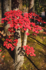 紅葉　秋のイメージ