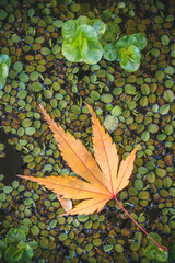 紅葉　落ち葉