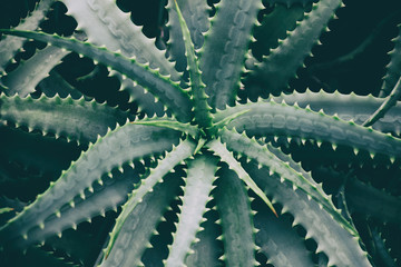 Fototapeta premium Aloe vera natural dramatic background. Overhead dark green succulent plant. Moody nature texture.