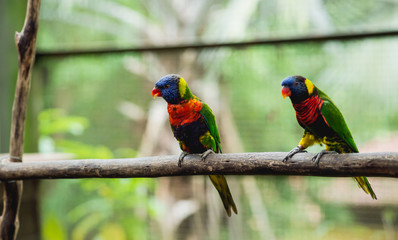 Parrots fighting for the food. Zoo, tropical reserve.