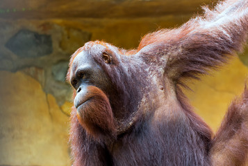 orangutan