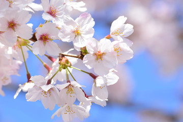 Sakura