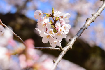 Obraz premium Sakura