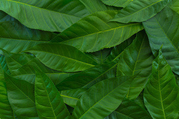 green leaf backdrop for background. green fresh for design.