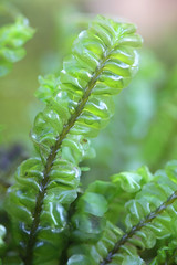 Plagiochila asplenioides, known as  Greater Featherwort moss