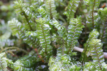 Plagiochila asplenioides, known as  Greater Featherwort moss