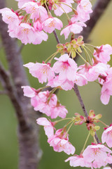 Fototapeta premium 桜の花 春のイメージ