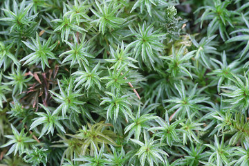 Atrichum undulatum, known as the common smoothcap moss