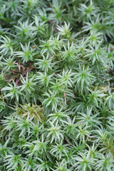 Atrichum undulatum, known as the common smoothcap moss