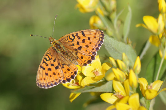 Brenthis ino, commonly known as the lesser marbled fritillary, a butterfly of the family Nymphalidae photographed in Finland