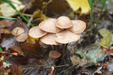 Gymnopus confluens, Clustered Toughshank, wild mushroom from Finland