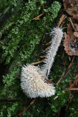 Tilachlidium brachiatum, known as cactus fungus, a sac fungi growing on a host fungus in Finland