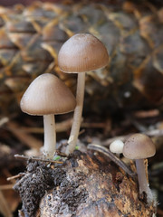 Mycena plumipes (syn. Mycena strobilicola), a bonnet growing from spruce cones, wild mushroom from...