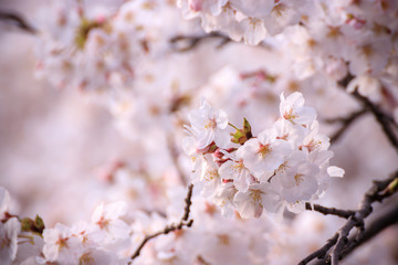 桜の花　春のイメージ