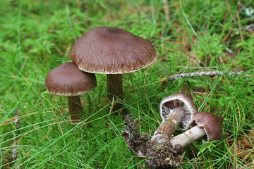 Cortinar webcap mushroom, Cortinarius brunneus