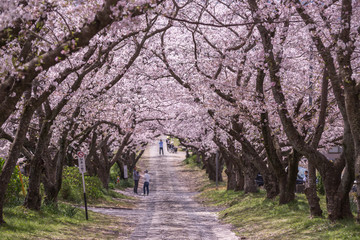 Fototapeta premium 桜のアーチ 春のイメージ