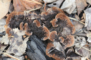 Thelephora terrestris, known as the Earthfan fungus, wild mushrooms from Finland