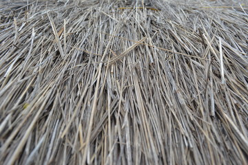 Textura de paja seca