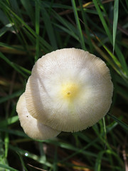 Bolbitius titubans, also known as Bolbitius vitellinus, commonly called Yellow Fieldcap or Egg-yolk Fieldcap, wild mushroom from Finland