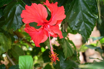 when bengal java flower is fully blown