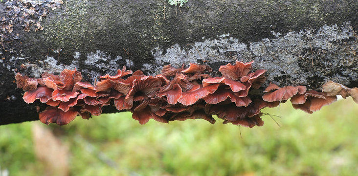 Panellus ringens, commonly known as the winter oysterling, wild mushroom from Finland