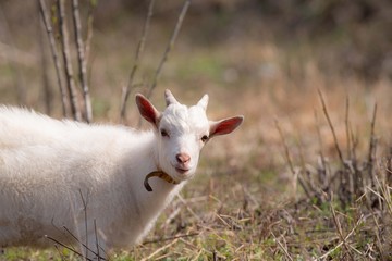 Obraz premium 子ヤギ