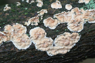 Corticium laeve, the tear dropper, wild fungus from Finland