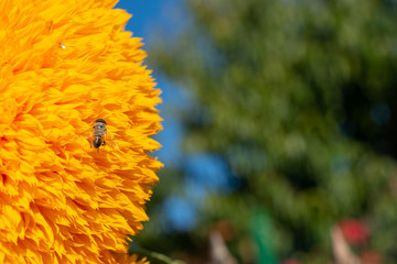 A bee landed on a big yellow sunflower.