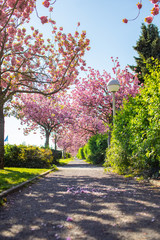 Naklejka premium Kirschblüte